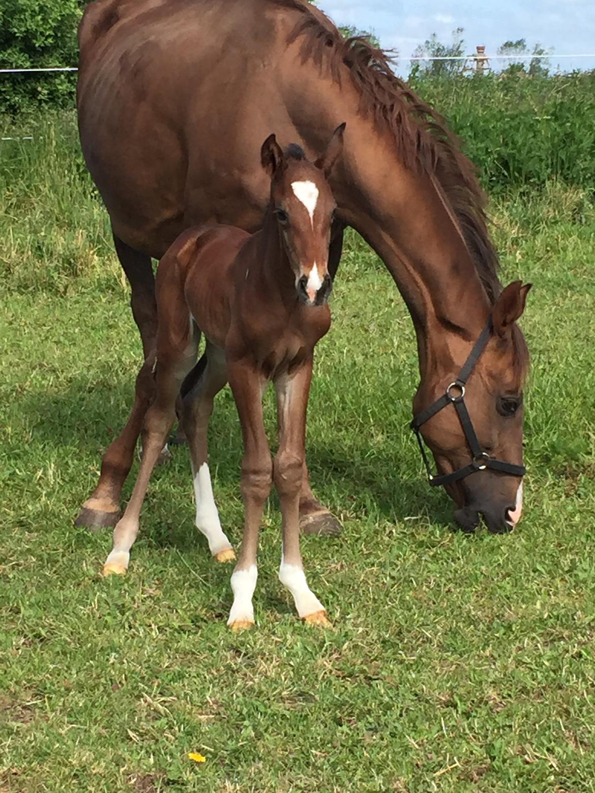 Dansk Varmblod Alexa ax billede 14