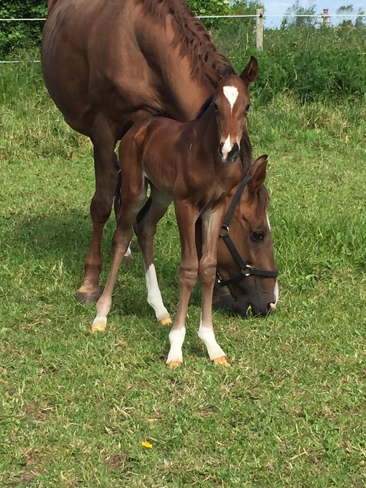 Dansk Varmblod Alexa ax billede 3