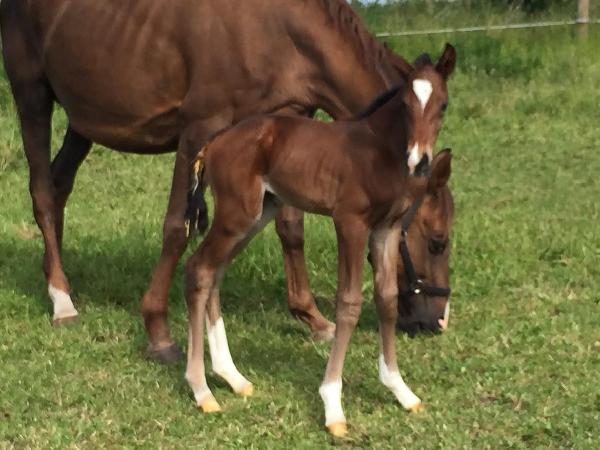 Dansk Varmblod Alexa ax billede 10