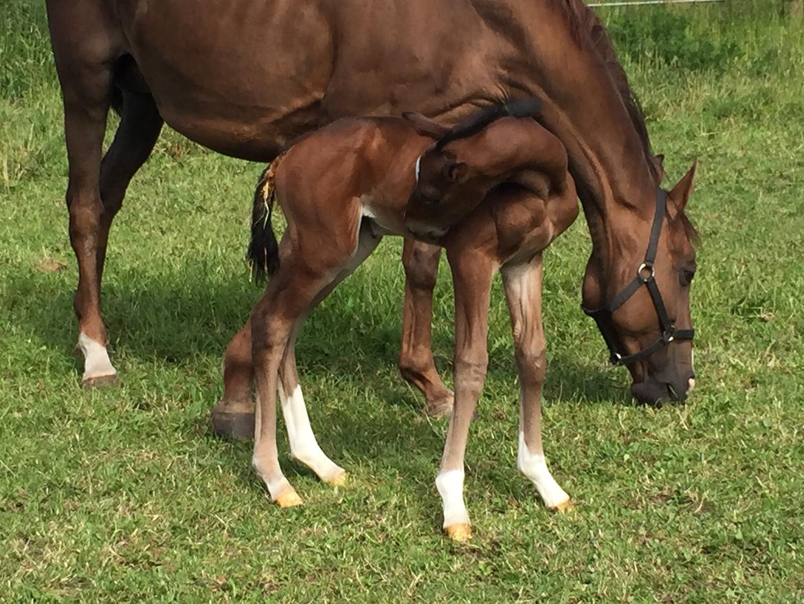 Dansk Varmblod Alexa ax billede 7