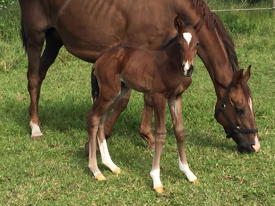 Dansk Varmblod Alexa ax billede 12