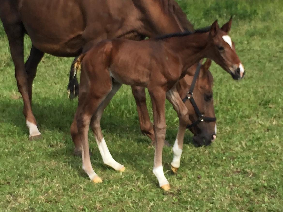 Dansk Varmblod Alexa ax billede 9
