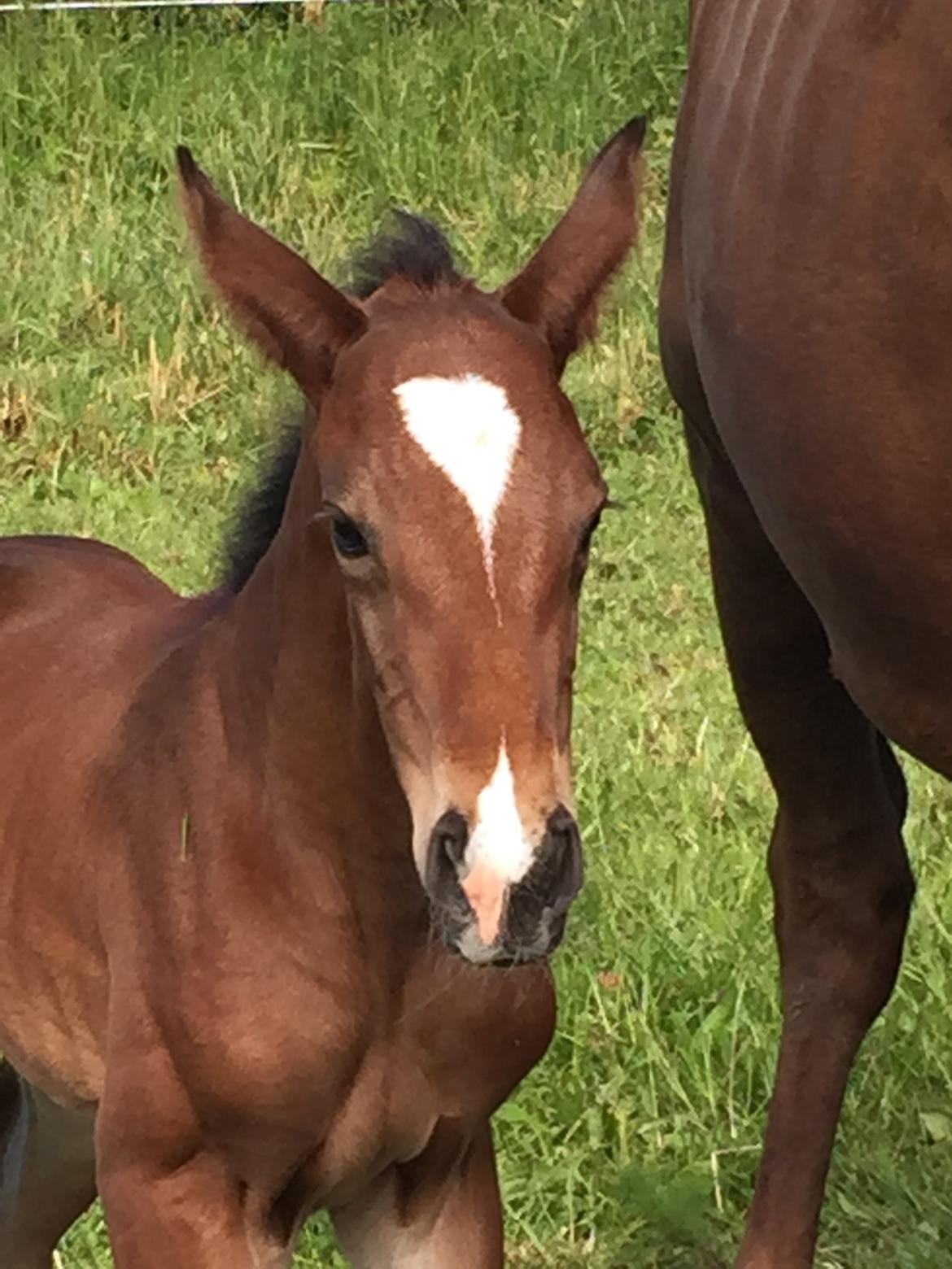 Dansk Varmblod Alexa ax billede 8