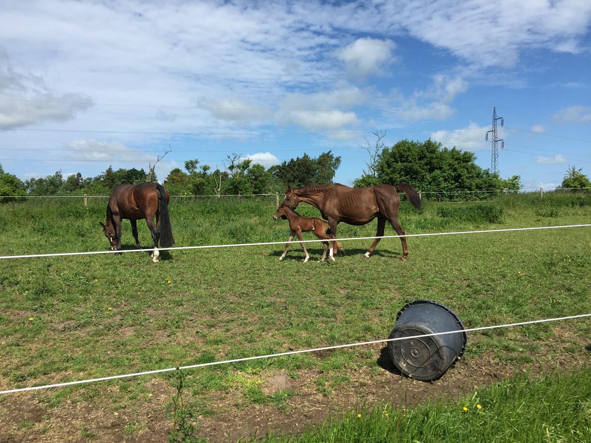 Dansk Varmblod Alexa ax billede 4