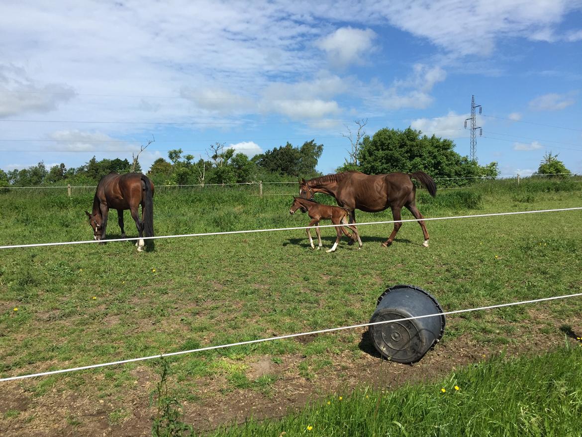Dansk Varmblod Alexa ax billede 13