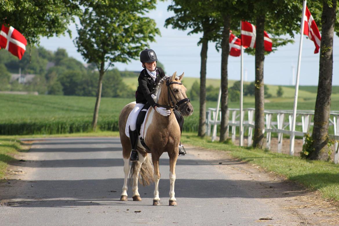 Anden særlig race Sofielunds Baloo- A-pony - A-pony i Juni 2015 billede 4