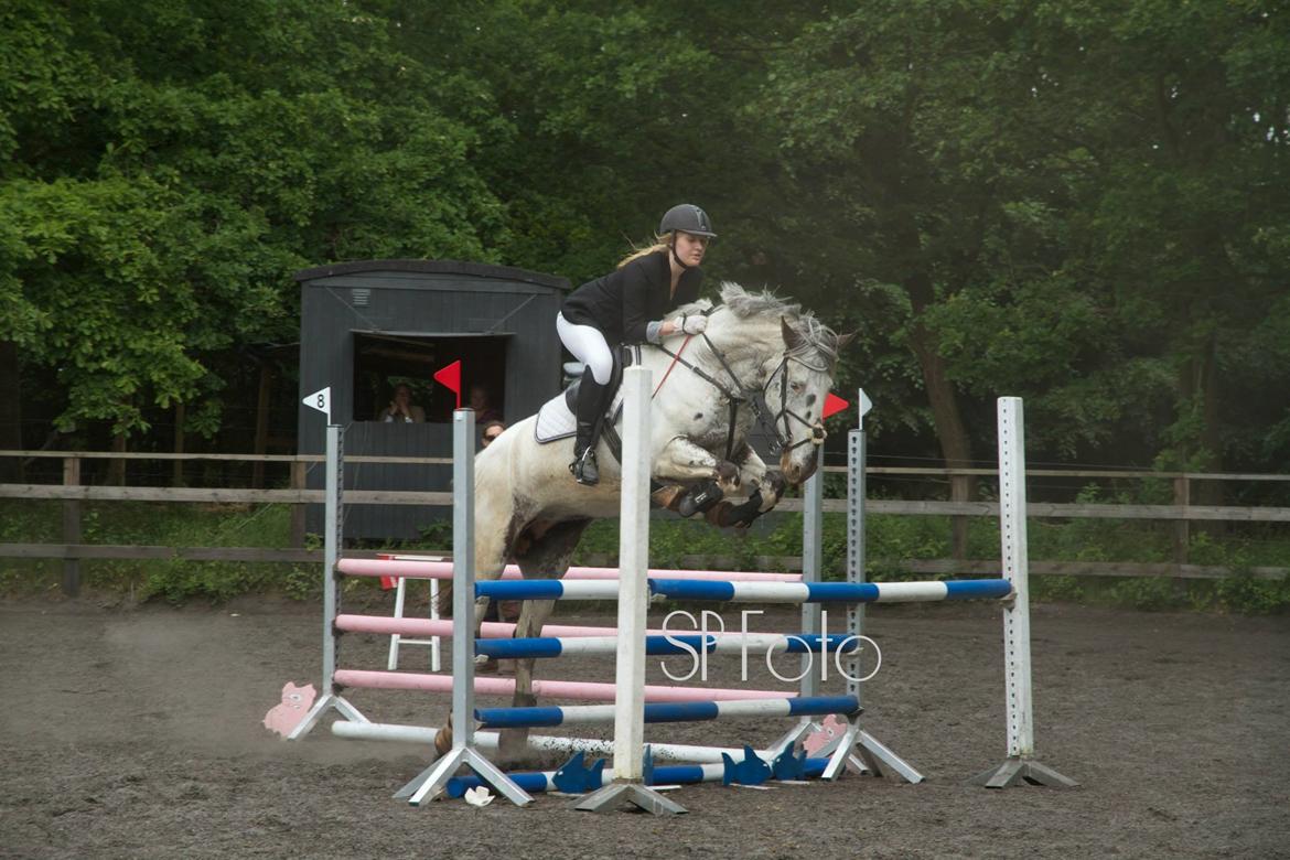 Knabstrupper Rikke Af Dutterup - LC på LRK 13/6-15 billede 4