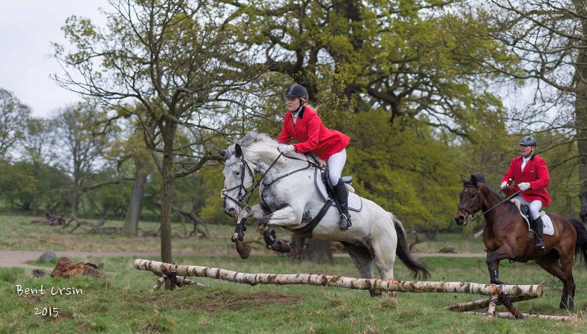 Knabstrupper Rikke Af Dutterup - Mattsson jagt 15 -  billede 7