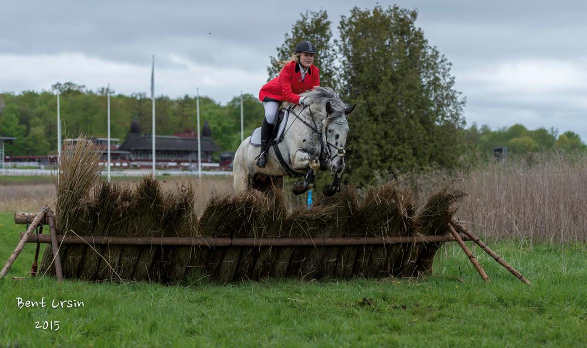 Knabstrupper Rikke Af Dutterup - Mattsson jagt 15 billede 9