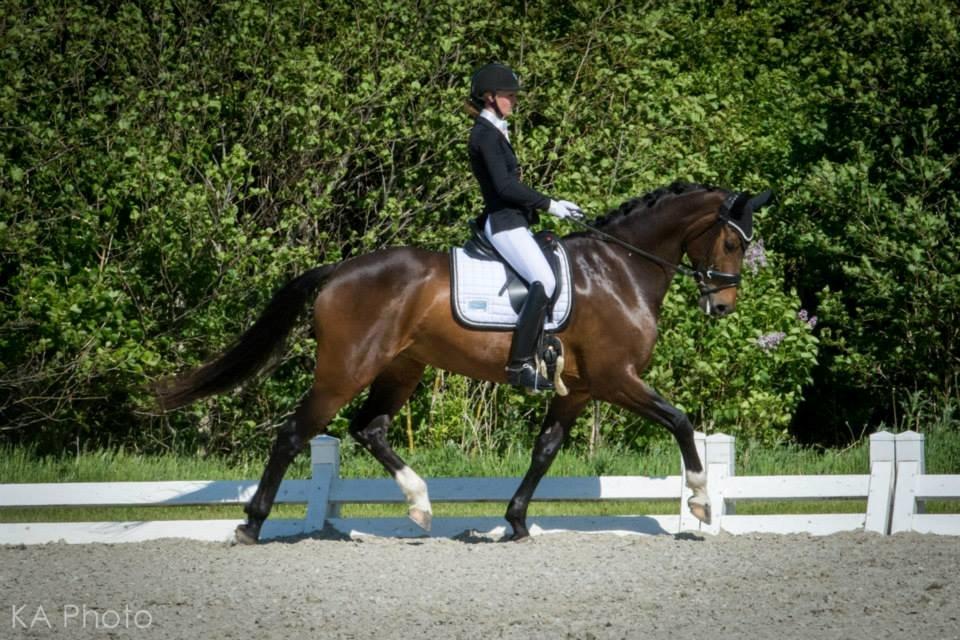 Dansk Varmblod Lertevang´s Ladybird - LA4 til 74% og førsteplads! <3  billede 12