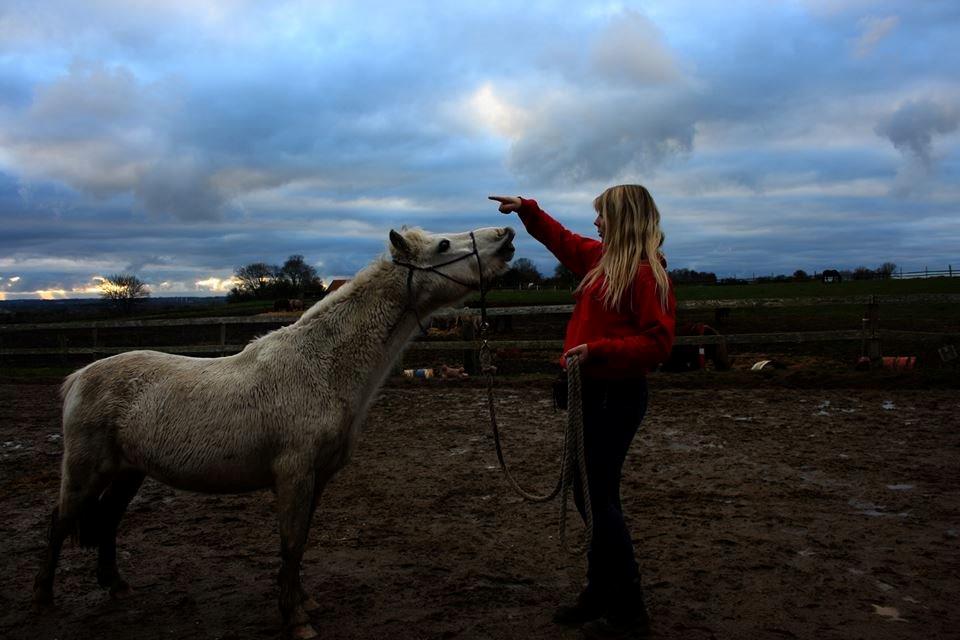Welsh Mountain (sec A) Backerdales Gaia billede 1