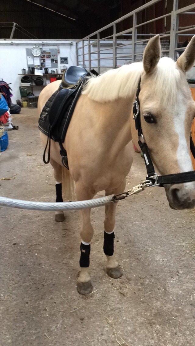 Hollandsk Sportspony High Flown`s Brittany Gold billede 10