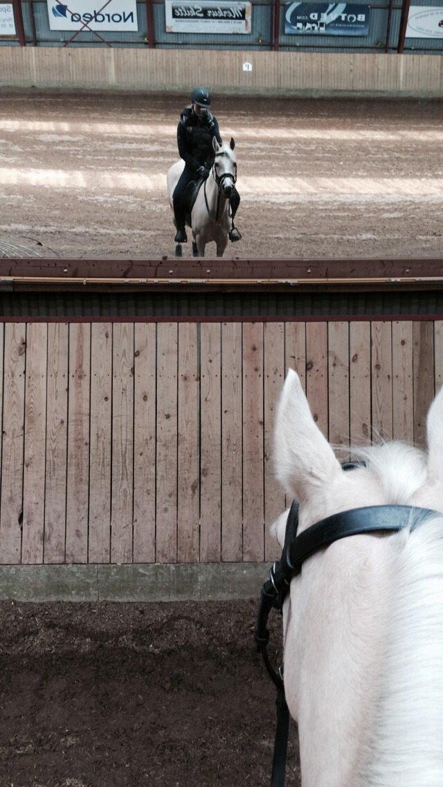 Hollandsk Sportspony High Flown`s Brittany Gold billede 11