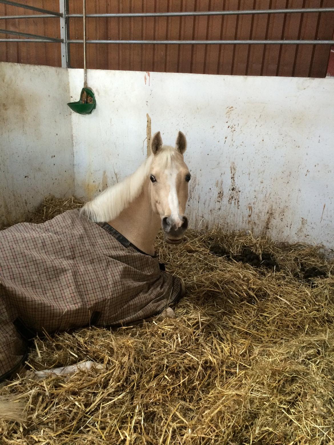 Hollandsk Sportspony High Flown`s Brittany Gold billede 9