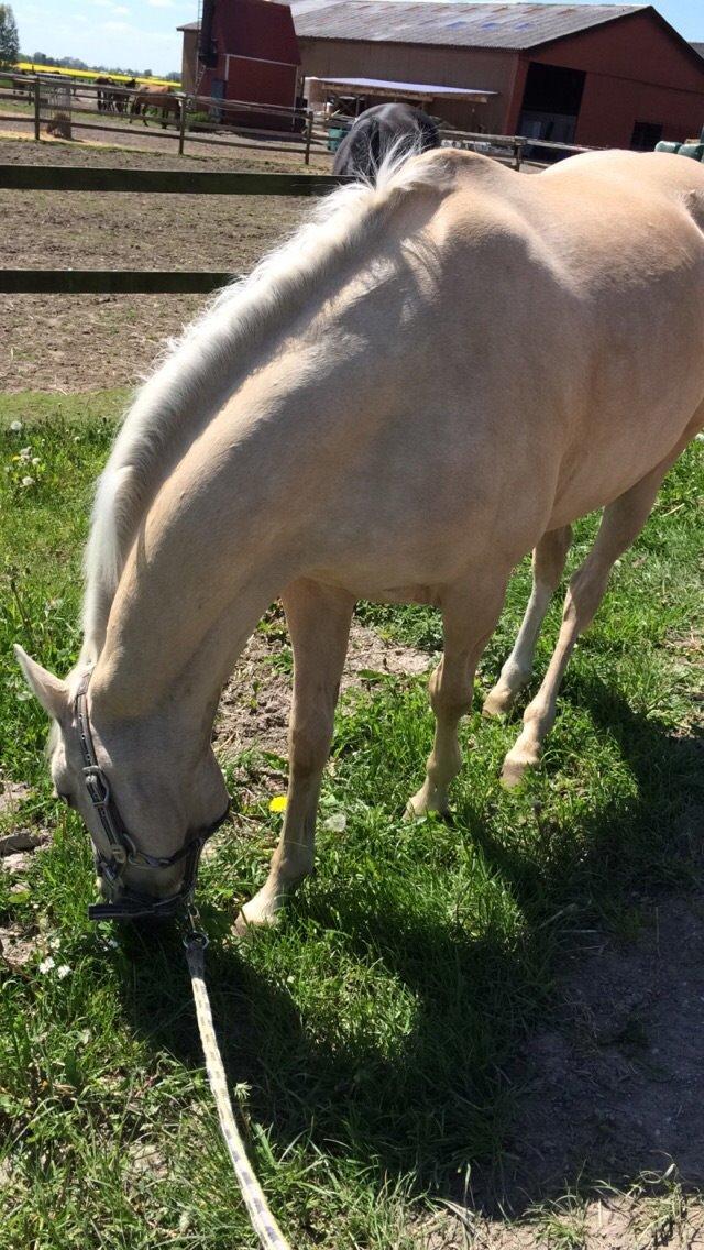 Hollandsk Sportspony High Flown`s Brittany Gold billede 12