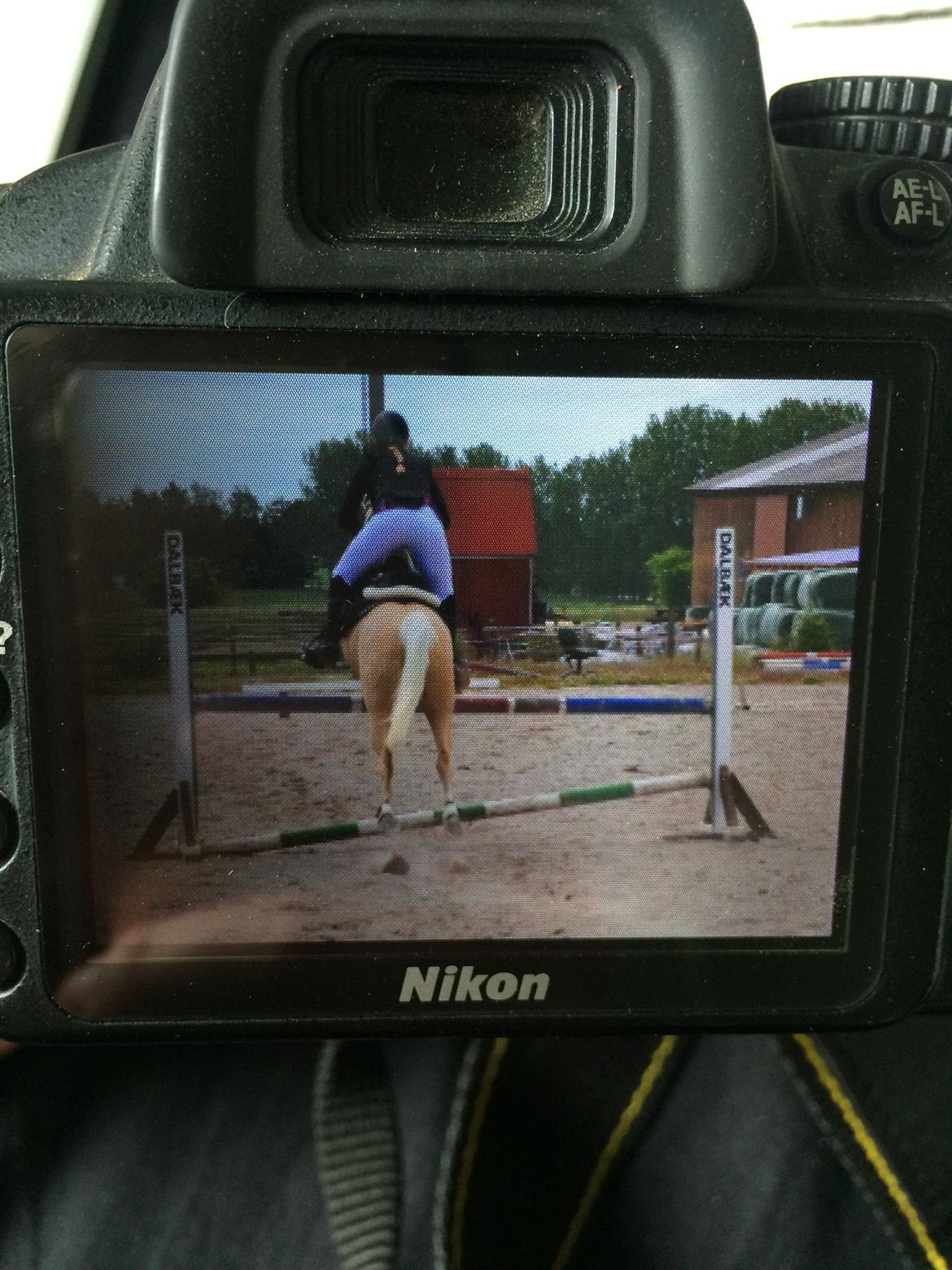 Hollandsk Sportspony High Flown`s Brittany Gold - Første springstævne billede 13