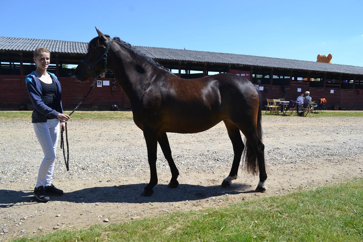 New Forest Elmholts nutella billede 23