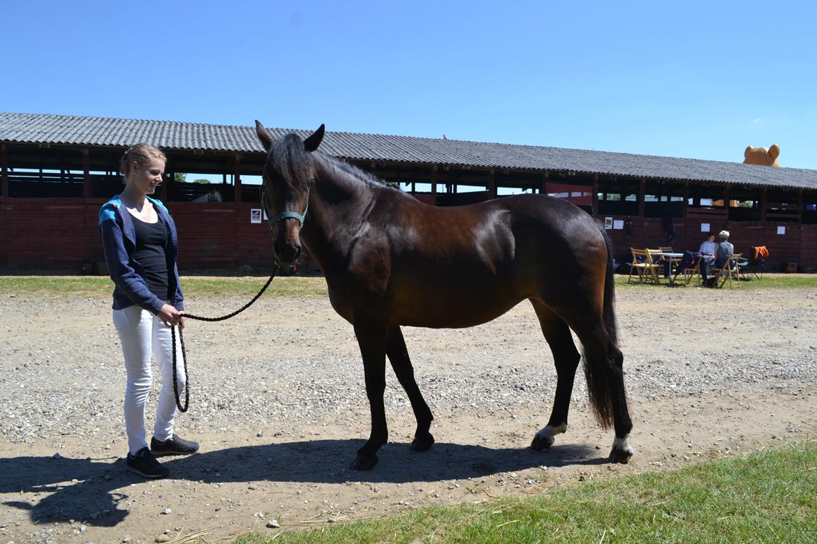 New Forest Elmholts nutella billede 24