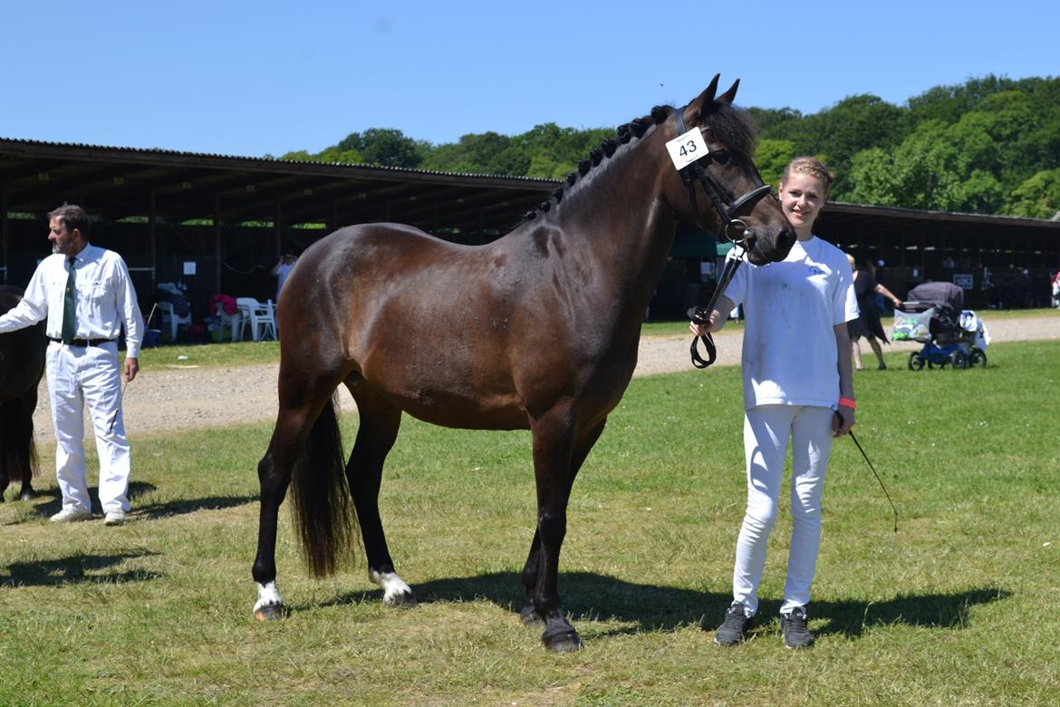 New Forest Elmholts nutella billede 2