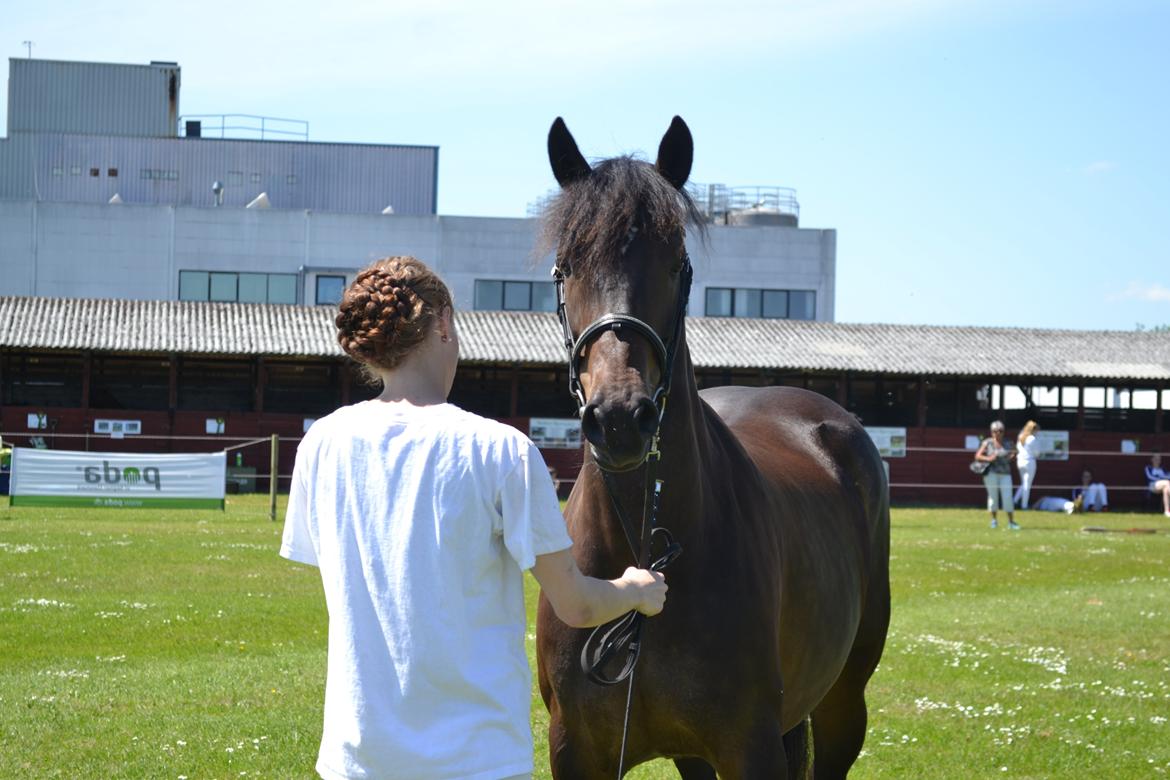 New Forest Elmholts nutella billede 3