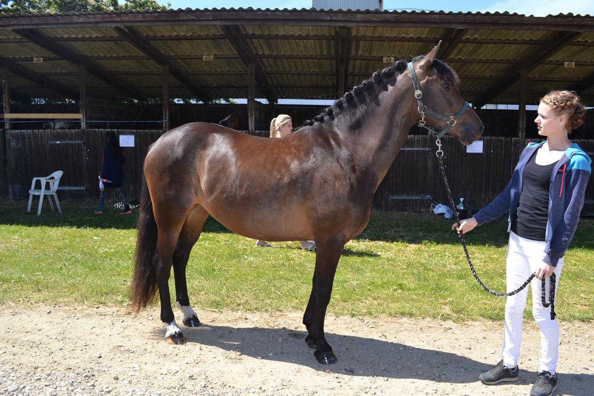 New Forest Elmholts nutella billede 25