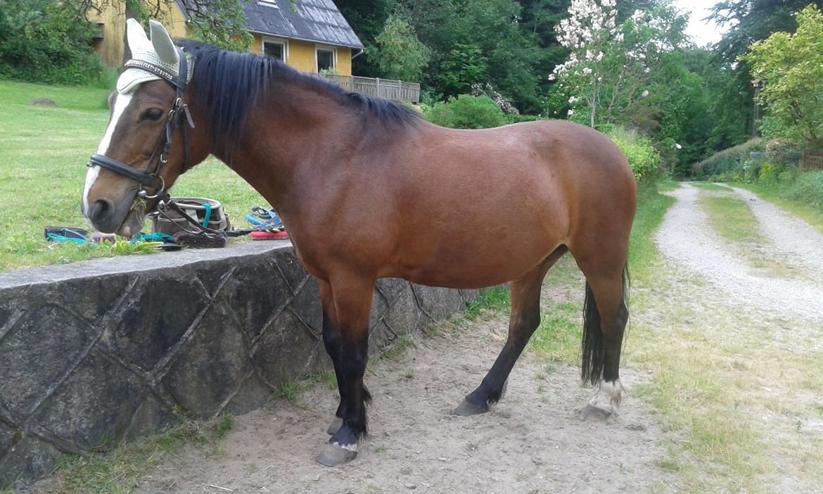 Welsh Pony af Cob-type (sec C) Flicka billede 13