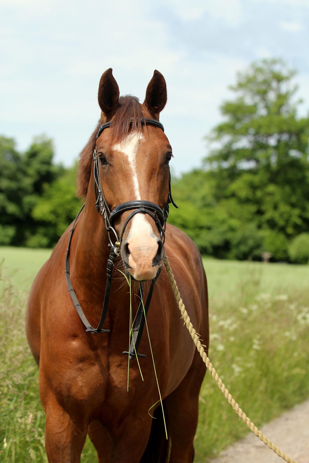 Dansk Varmblod Conrad - D. 14/06.2015 billede 19