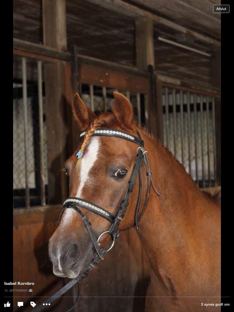 Anden særlig race Bazooka Rosendal  billede 9