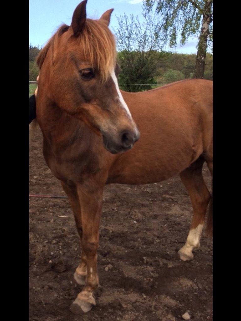 Anden særlig race Bazooka Rosendal  billede 10