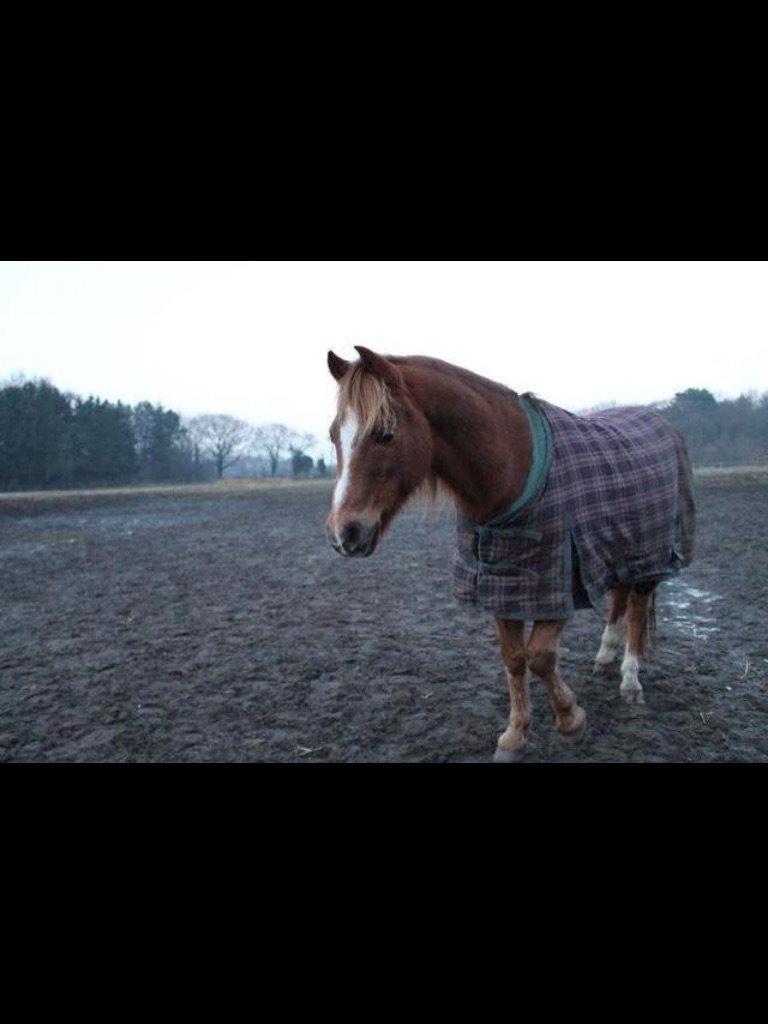 Anden særlig race Bazooka Rosendal  billede 14