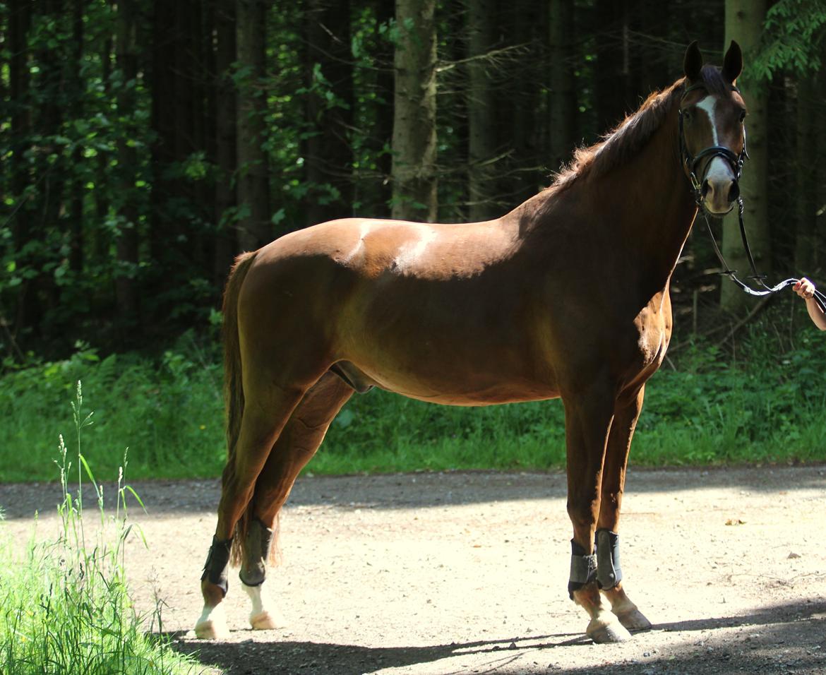 Dansk Varmblod Conrad - Med en lille græsvom :P D. 14/06.2015 billede 6