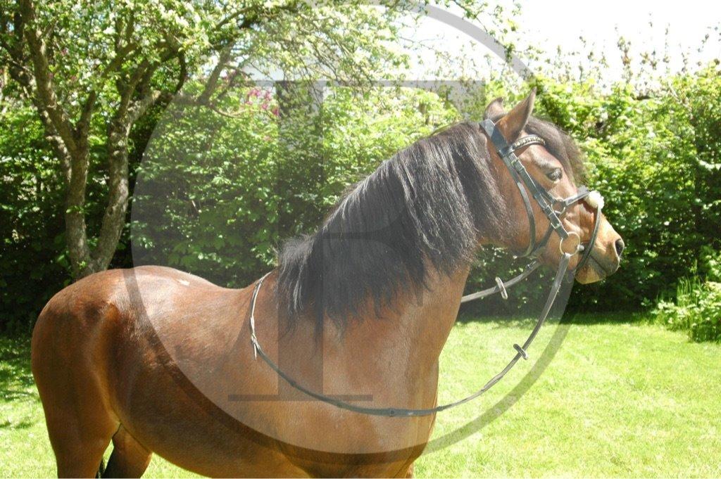 Anden særlig race Joker billede 16