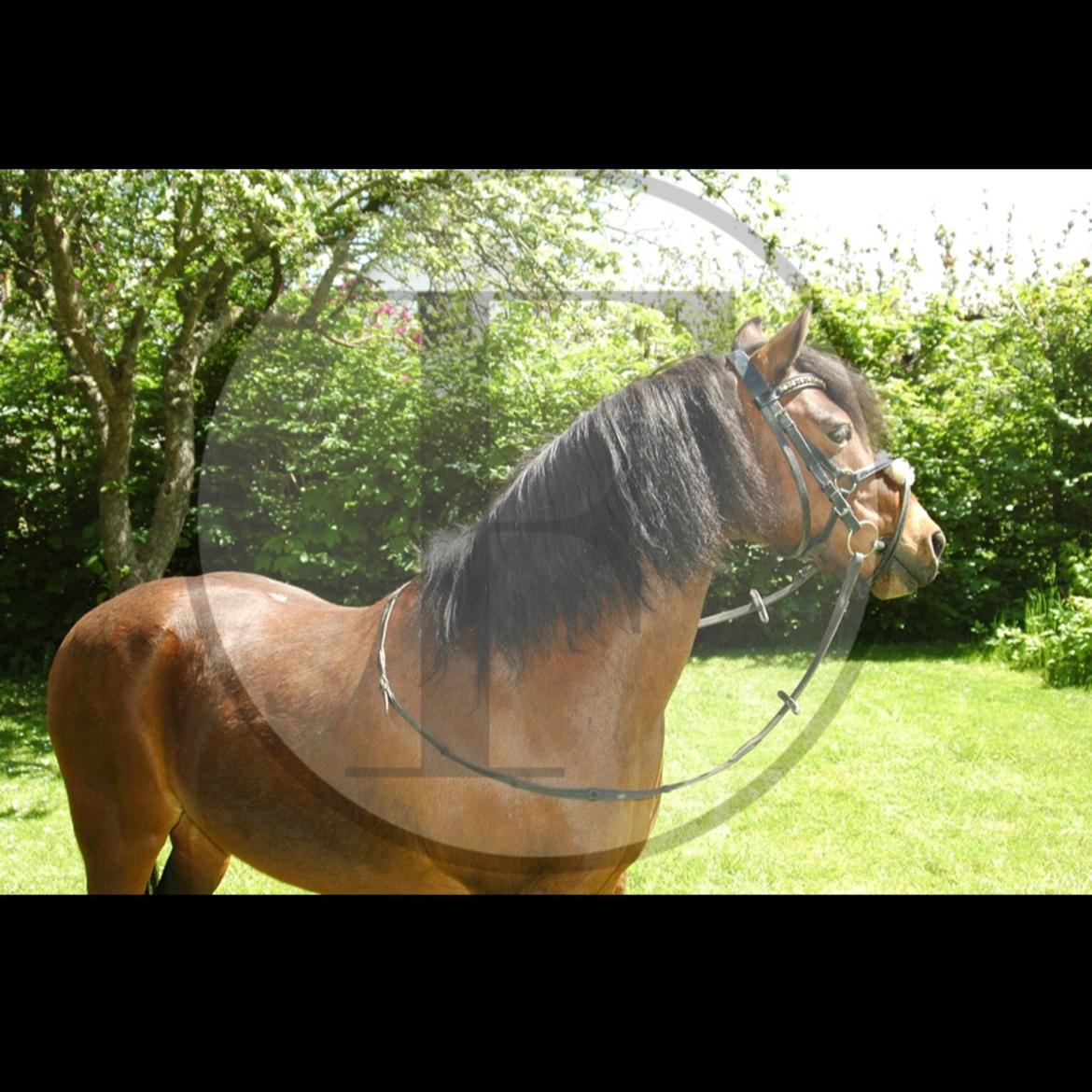 Anden særlig race Joker billede 17