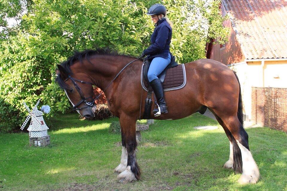 Shire Björnekes Falcon billede 2