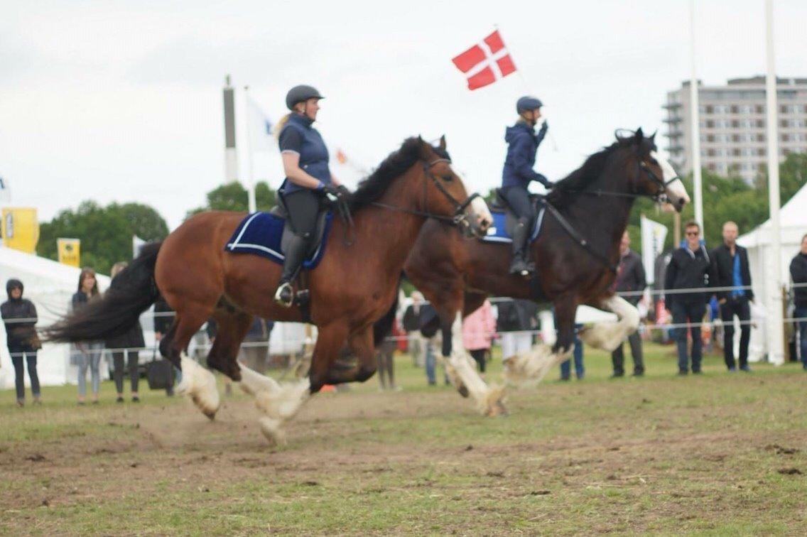 Shire Björnekes Falcon billede 9