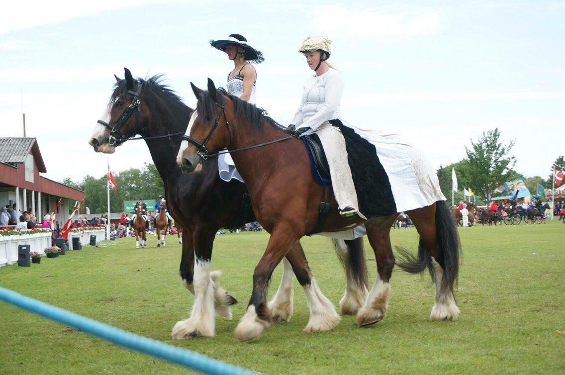 Shire Björnekes Falcon billede 10