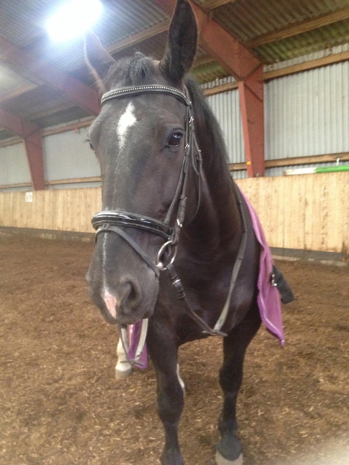 Oldenborg Tina Donholm billede 10