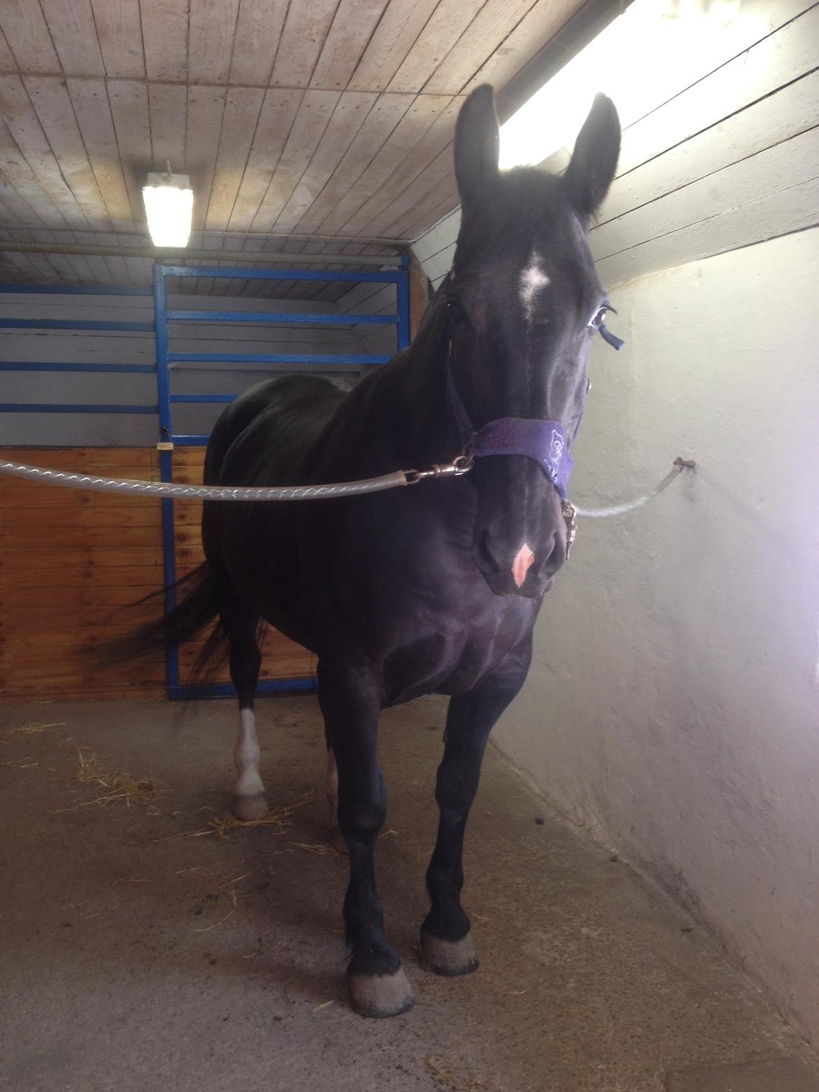 Oldenborg Tina Donholm billede 8