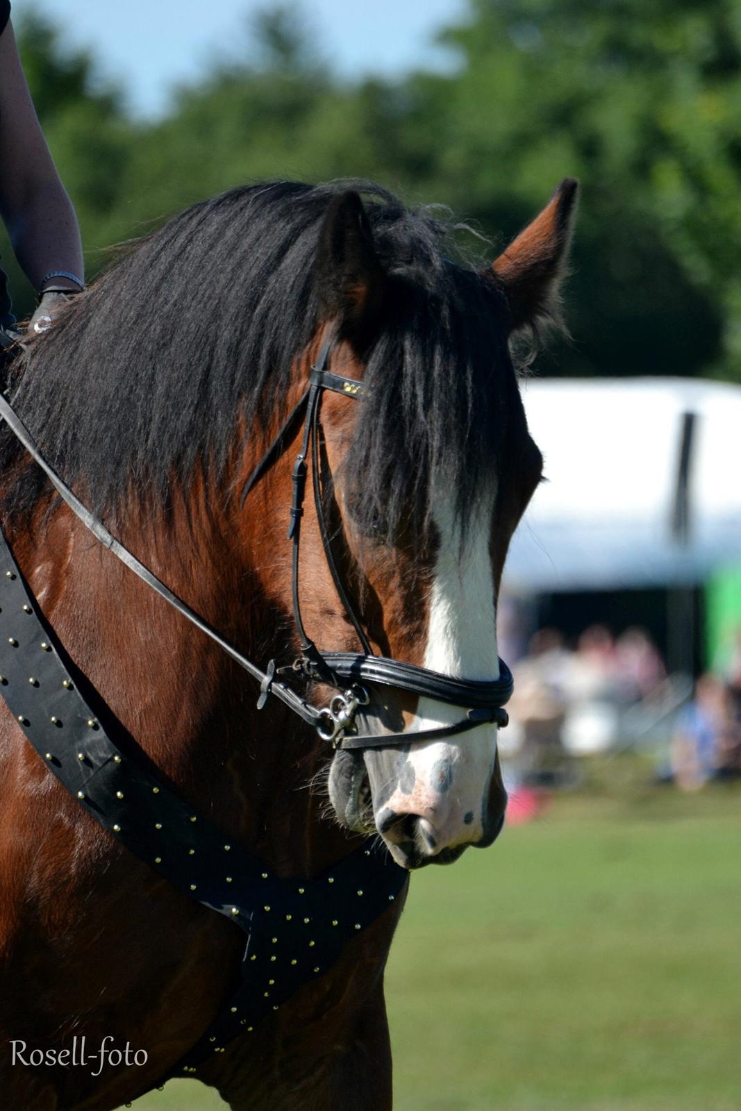 Shire Björnekes Falcon billede 15