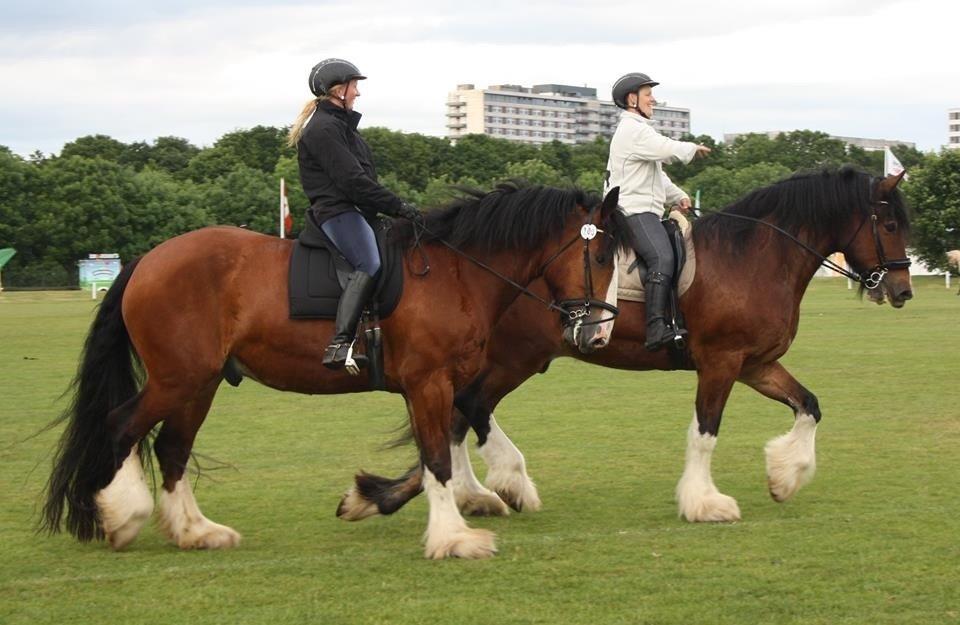 Shire Björnekes Falcon billede 17