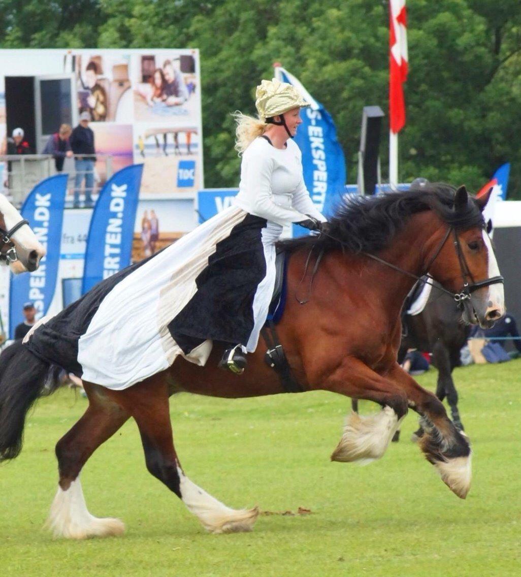 Shire Björnekes Falcon billede 6