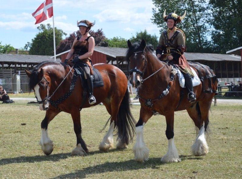 Shire Björnekes Falcon billede 11