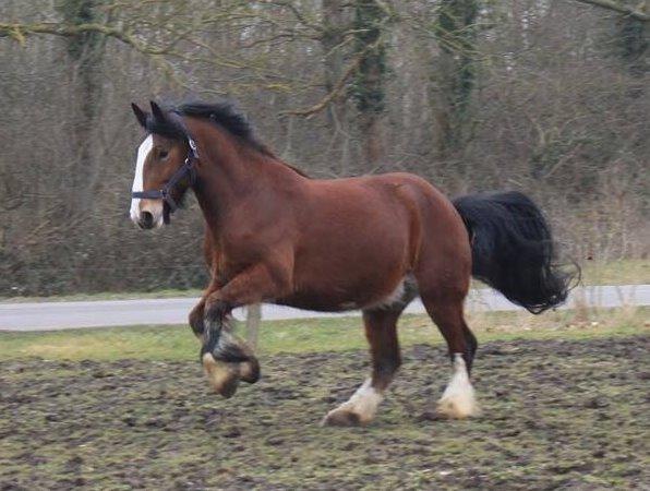 Shire Björnekes Falcon billede 20