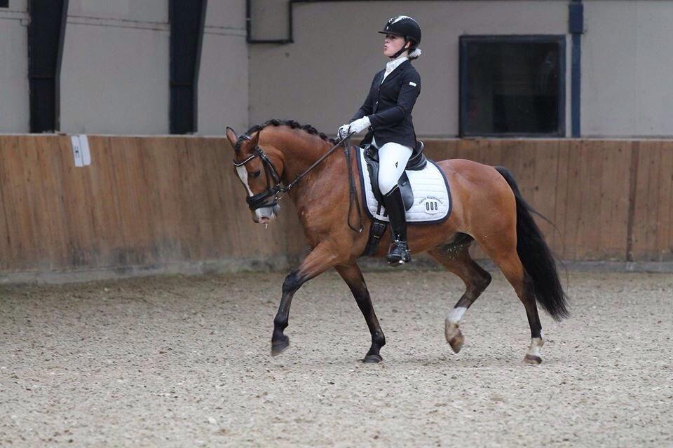 New Forest Remontes Free Fantasy - C-stævne på Skårupgaard - LA4 debut, 67,1% - Første stævne med mig efter 1,5 år med lillesøster. billede 1