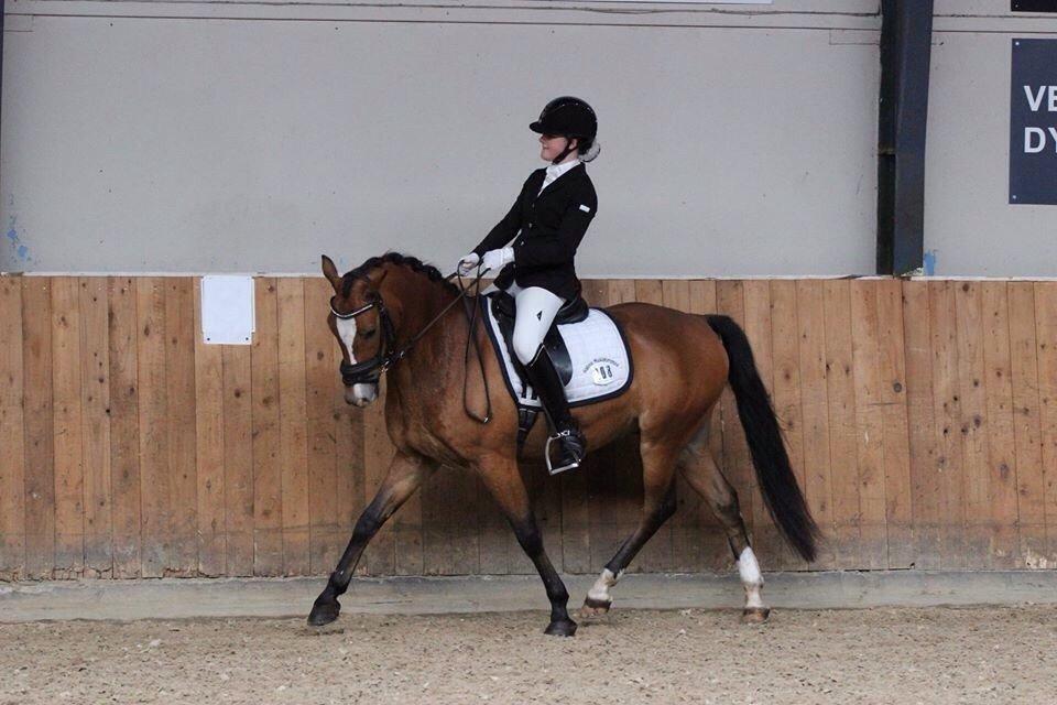 New Forest Remontes Free Fantasy - C-stævne på Skårupgaard - LA4 debut, 67,1%  billede 2