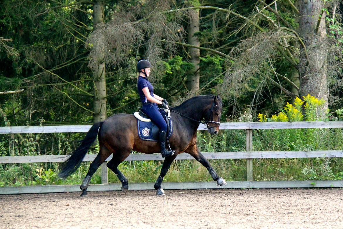 Connemara Hesselbjerggård Highlander SOLGT billede 2