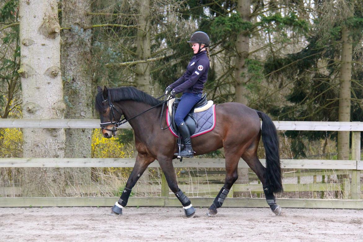 Connemara Hesselbjerggård Highlander SOLGT billede 20