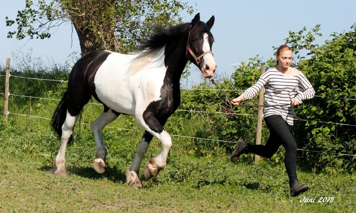 Barockpinto Angel af Pilevadgaard billede 17
