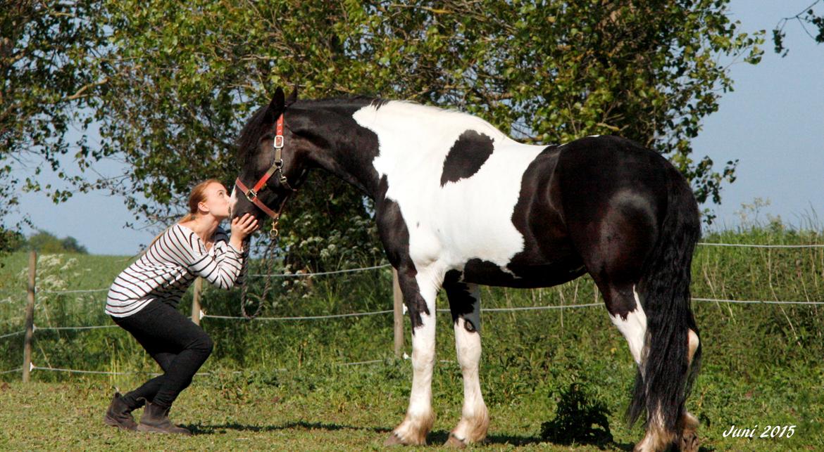Barockpinto Angel af Pilevadgaard billede 13