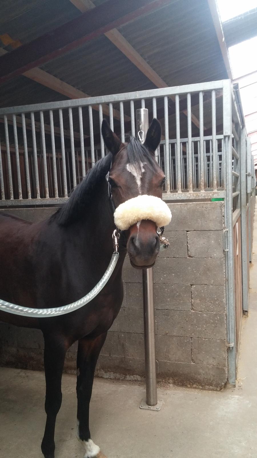 Tysk Sportspony AMK's Halo billede 6